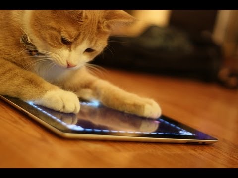 Khi loài vật sử dụng iPad