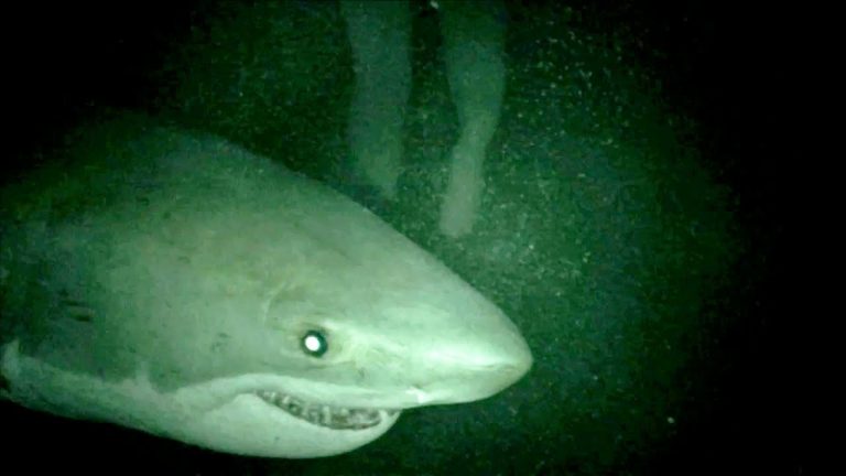 Đánh giá phim Mồi cá mập (Shark Terror)