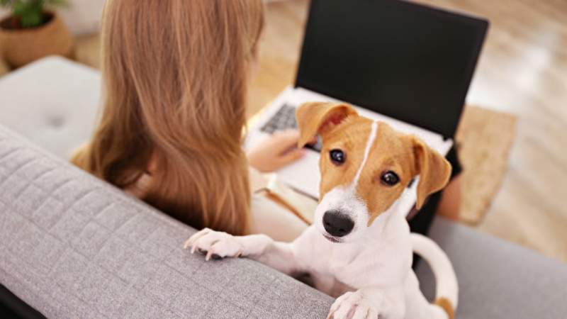 Tổng hợp phần mềm và dịch vụ miễn phí trong đợt bùng phát coronavirus