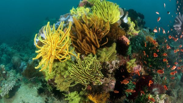 Epson hợp tác WWF mở rộng quy mô giải pháp về khí hậu và phục hồi môi trường biển Epson hợp tác WWF mở rộng quy mô giải pháp về khí hậu và phục hồi môi trường biển