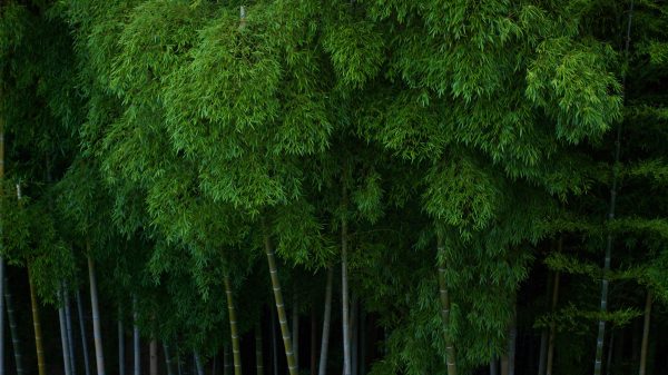 Xiaomi công bố chiến lược khí hậu "Triết lý Zero-carbon"