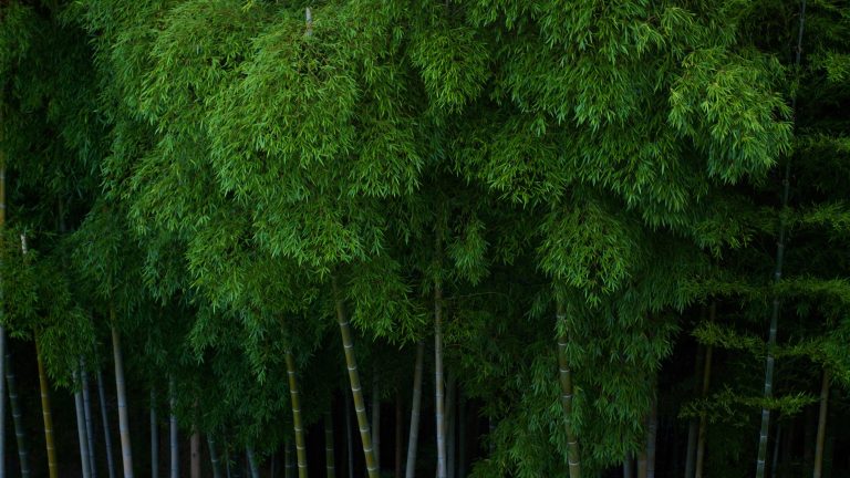 Xiaomi công bố chiến lược khí hậu “Triết lý Zero-carbon”