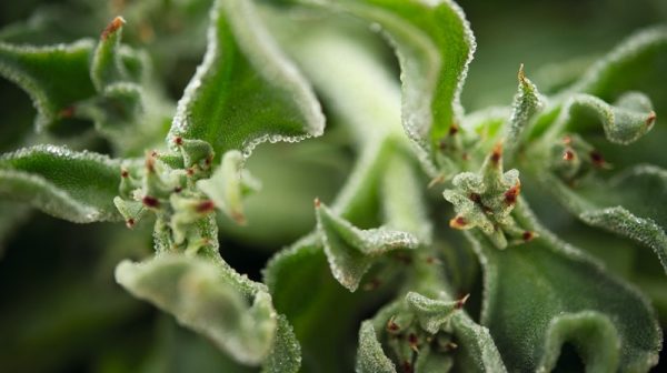 Groupe Rocher hợp tác Dassault Systèmes ứng dụng công nghệ bản sao kỹ thuật số để cải tiến quy trình sản xuất mỹ phẩm từ thiên nhiên