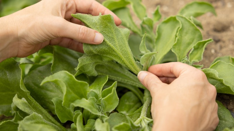 Groupe Rocher hợp tác Dassault Systèmes ứng dụng công nghệ bản sao kỹ thuật số để cải tiến quy trình sản xuất mỹ phẩm từ thiên nhiên